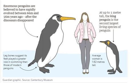 human sized penguin|Iba pa.